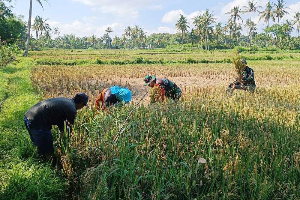 Babinsa Kedungkandang Bantu Petani Cemorokandang Panen Padi