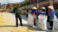 Babinsa Kedungkandang Bantu Petani Proses Pengeringan Gabah Hasil Panen