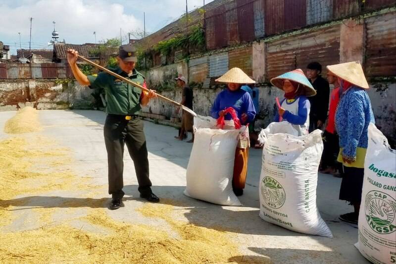 Babinsa Kedungkandang Bantu Petani Proses Pengeringan Gabah Hasil Panen