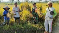 Babinsa Kedungkandang Dampingi Petani Tlogowaru Panen Raya Padi