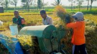 Babinsa Kedungkandang Dampingi Petani Tlogowaru Panen Raya