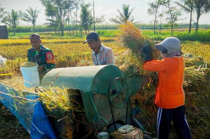 Babinsa Kedungkandang Dampingi Petani Tlogowaru Panen Raya