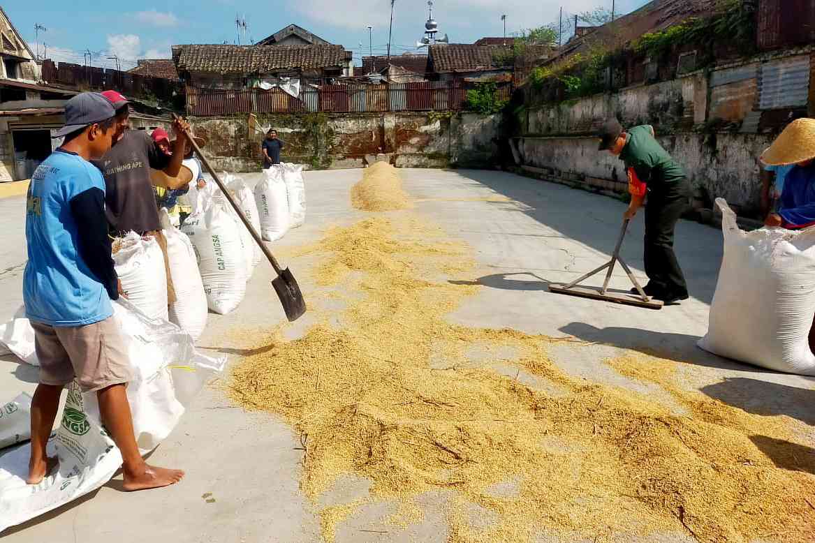 Babinsa Kedungkandang Dampingi Petani dalam Pengeringan Padi