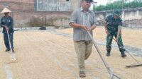 Babinsa Kedungkandang Pendampingan Petani Madyopuro Tingkatkan Kualitas Hasil Panen Gabah