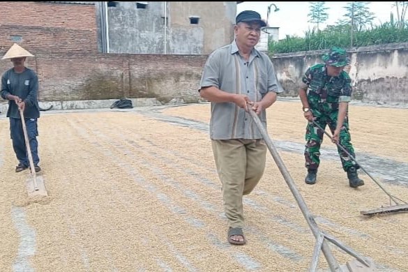 Babinsa Kedungkandang Pendampingan Petani Madyopuro Tingkatkan Kualitas Hasil Panen Gabah