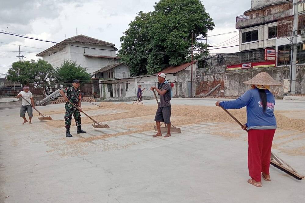 Babinsa Kotalama Dampingi Petani Hasilkan Panen Gabah Berkualitas