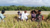Babinsa Lowokwaru dan PPL Dampingi Petani Panen Padi Bahas Solusi Hama Tikus Burung