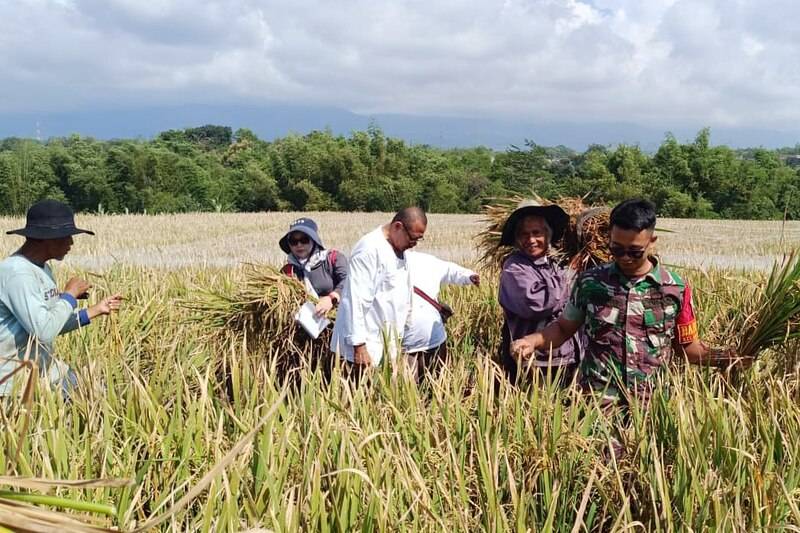 Babinsa Lowokwaru dan PPL Dampingi Petani Panen Padi Bahas Solusi Hama Tikus Burung
