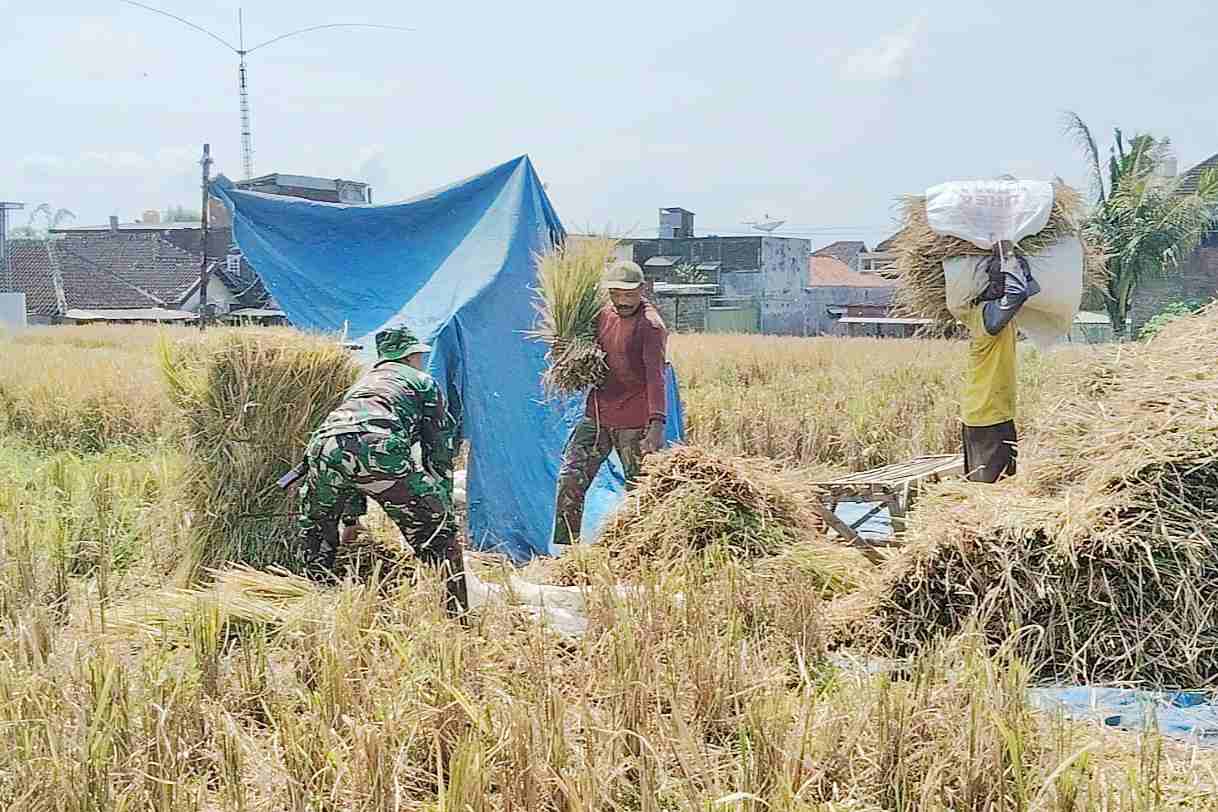 Babinsa Mulyorejo Dampingi Petani Panen Padi Sukseskan Serapan Gabah Nasional