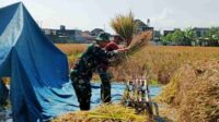 Babinsa Mulyorejo Gotong Royong Panen Padi Bersama Petani Program Ketahanan Pangan