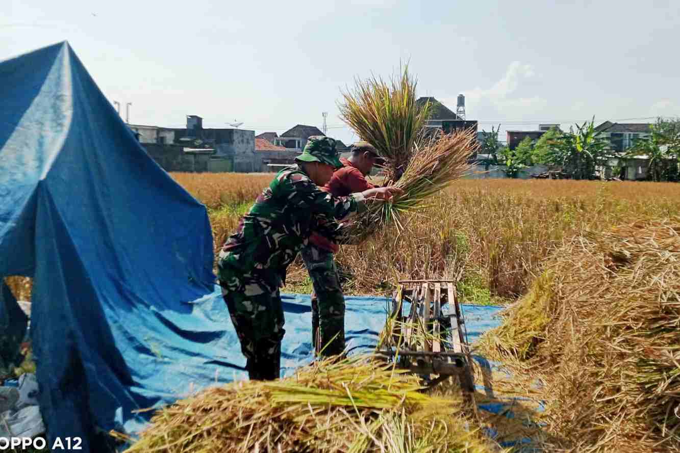 Babinsa Mulyorejo Gotong Royong Panen Padi Bersama Petani Program Ketahanan Pangan