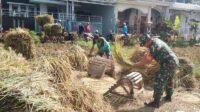 Babinsa Pandanwangi Dampingi Petani Panen Padi Program Serapan Gabah Nasional
