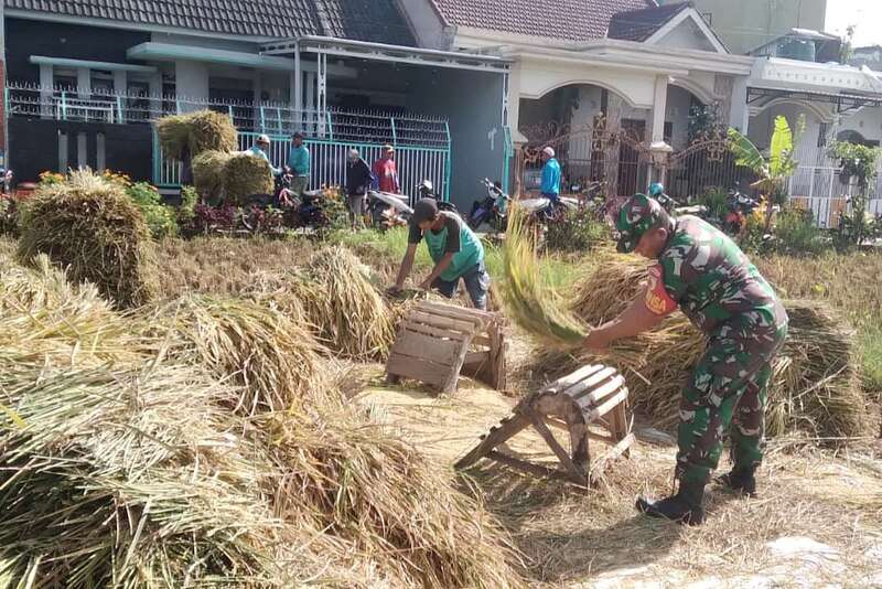 Babinsa Pandanwangi Dampingi Petani Panen Padi Program Serapan Gabah Nasional