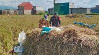Babinsa Sukun Dampingi Petani Gadang Panen Padi