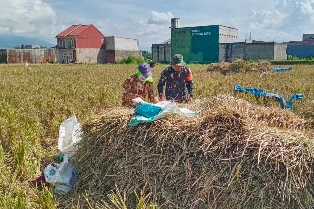 Babinsa Sukun Dampingi Petani Gadang Panen Padi