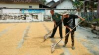 Babinsa Tlogowaru Bantu Warga Jemur Padi Capai Kekeringan Optimal