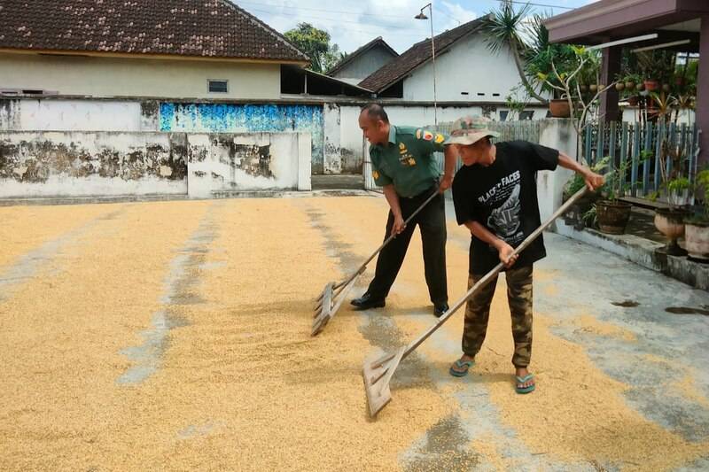 Babinsa Tlogowaru Bantu Warga Jemur Padi Capai Kekeringan Optimal