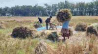 Babinsa Tunggulwulung Bersama Petani Gotong Royong Panen Padi