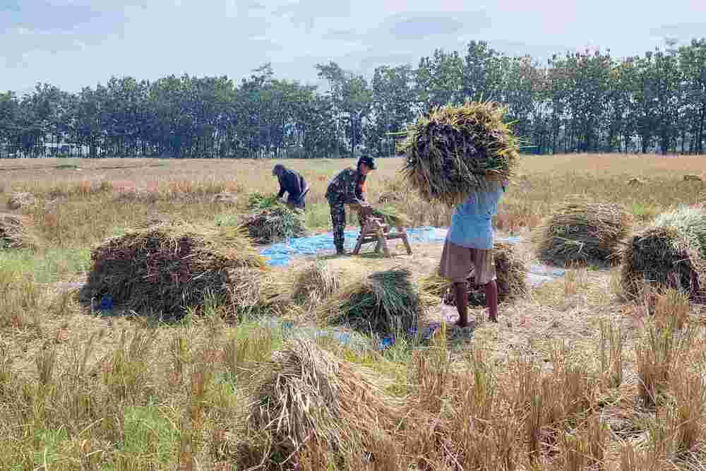 Babinsa Tunggulwulung Bersama Petani Gotong Royong Panen Padi