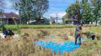 Babinsa Tunggulwulung Dampingi Petani Panen Padi