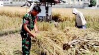Babinsa Tunjungsekar Dampingi Petani Panen Padi Dukung Swasembada Pangan