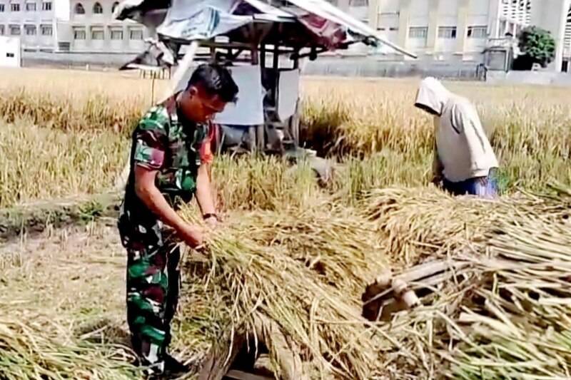 Babinsa Tunjungsekar Dampingi Petani Panen Padi Dukung Swasembada Pangan