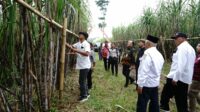 Pemkab Malang Bakal Kembangkan Tebu Varietas Cening Asli Banyuwangi