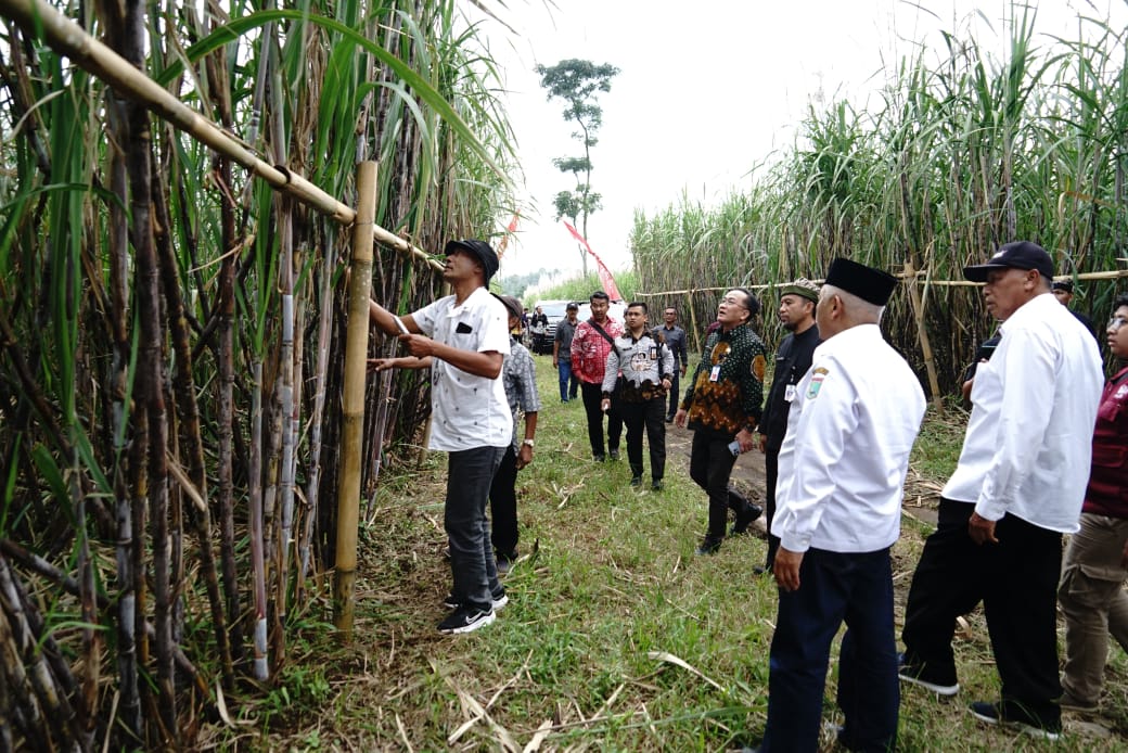 Pemkab Malang Bakal Kembangkan Tebu Varietas Cening Asli Banyuwangi