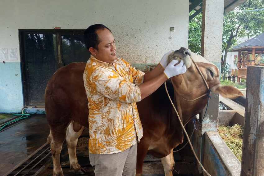 Tips Memilih Hewan Kurban, Ini Kriterianya