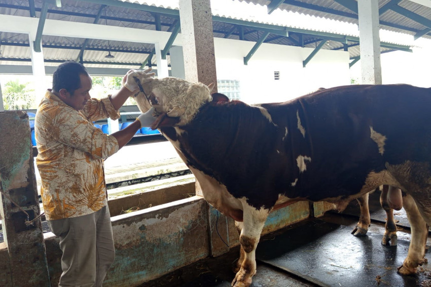 Pemeriksaan hewan kurban penting dilakukan untuk memastikan kesehatannya. (ist)