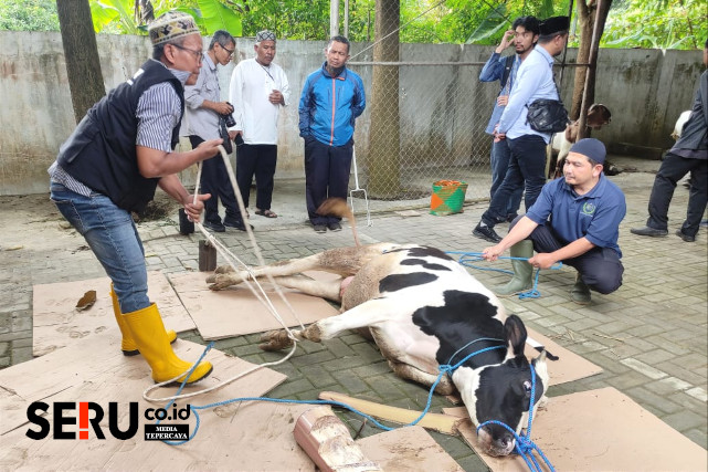 Praktek merobohkan hewan kurban dan penyembelihan dengan prinsip ihsan dan higienis. (rhd)