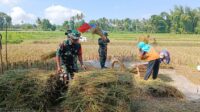 Babinsa Kedungkandang Dampingi Petani Cemorokandang Panen Padi
