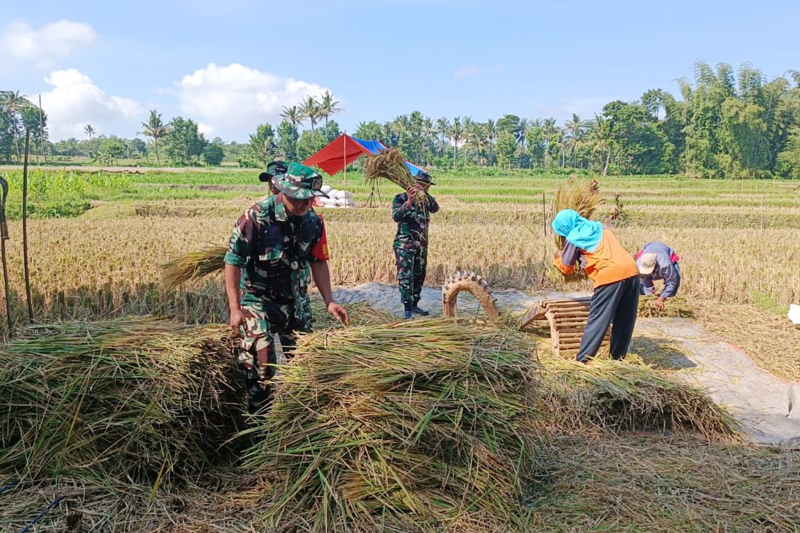 Babinsa Kedungkandang Dampingi Petani Cemorokandang Panen Padi