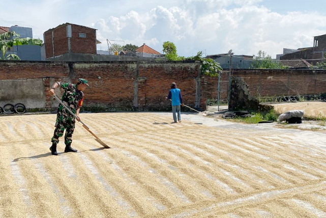 Babinsa Blimbing Membantu Petani saat Penggilingan Padi, Jaga Kualitas Gabah