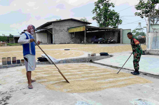 Babinsa Balearjosari Bantu Petani Proses Pengeringan Jaga Kualitas Gabah