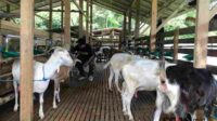 Susu Kambing Kaya Manfaat, Tapi Masih Kurang Diminati di Malang