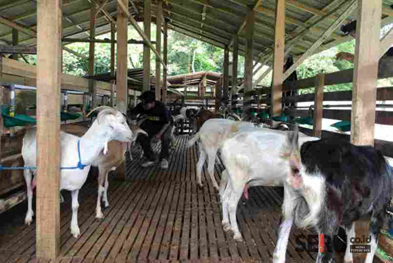 Susu Kambing Kaya Manfaat, Tapi Masih Kurang Diminati di Malang