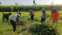 Koramil 0833/02 Kedungkandang Karya Bakti Merawat Pohon Keras dan Buah
