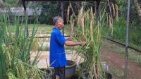 Petani Asal Malang Ciptakan Bibit Padi Unggul Produksi hingga 14 Ton per Hektar