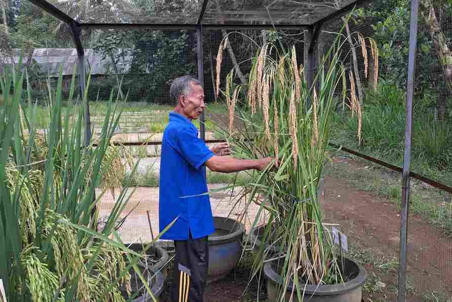 Petani Asal Malang Ciptakan Bibit Padi Unggul Produksi hingga 14 Ton per Hektar