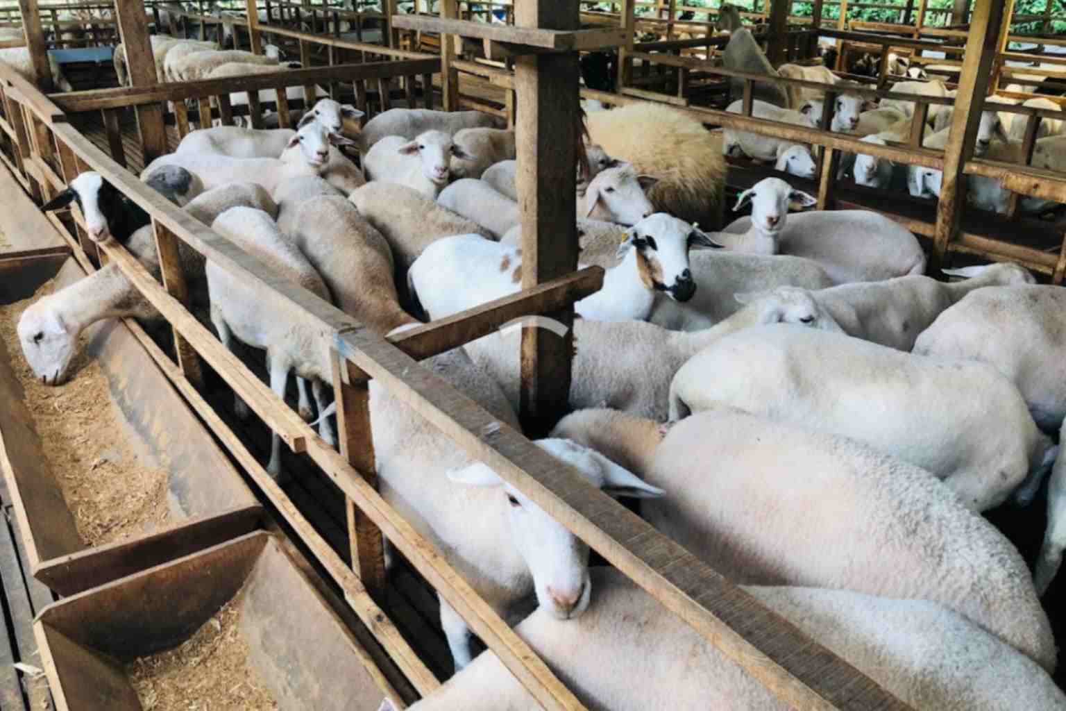 DPKH Kabupaten Malang Lakukan Pemeriksaan Kesehatan Hewan Jelang Kurban