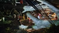 Pohon Besar Setinggi 30 Meter di Tumpang Tumbang Timpa Pengendara Motor