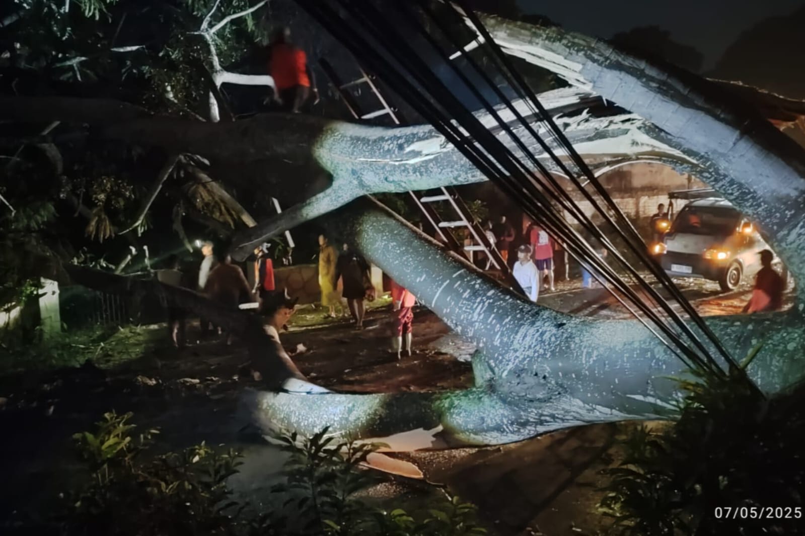 Pohon Besar Setinggi 30 Meter di Tumpang Tumbang Timpa Pengendara Motor