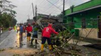 Diterjang Angin Kencang, Pohon di Pakisaji Tumbang 