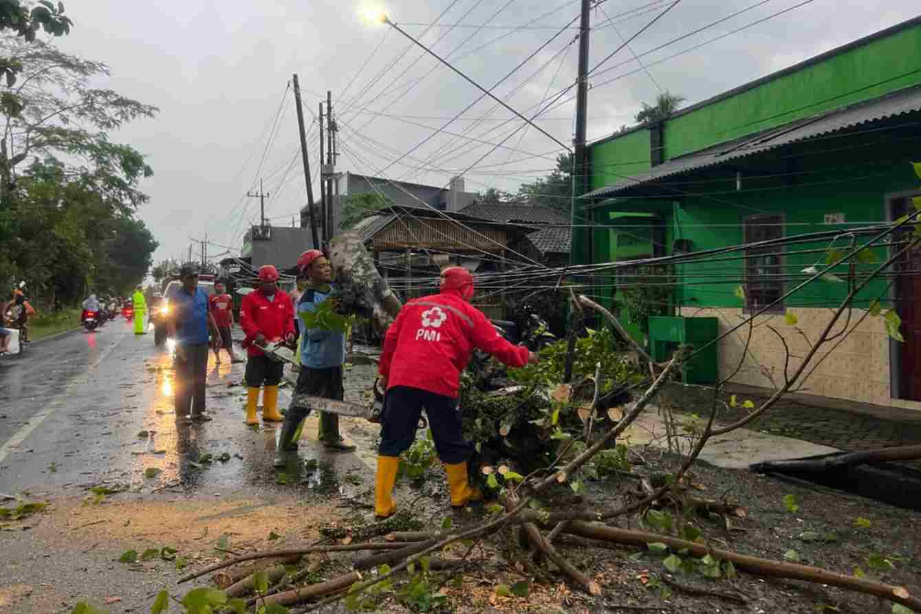 Diterjang Angin Kencang, Pohon di Pakisaji Tumbang 