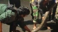 Warga Sulfat Digegerkan Kemunculan Ular Piton Sepanjang 4,5 Meter, Begini Kronologinya