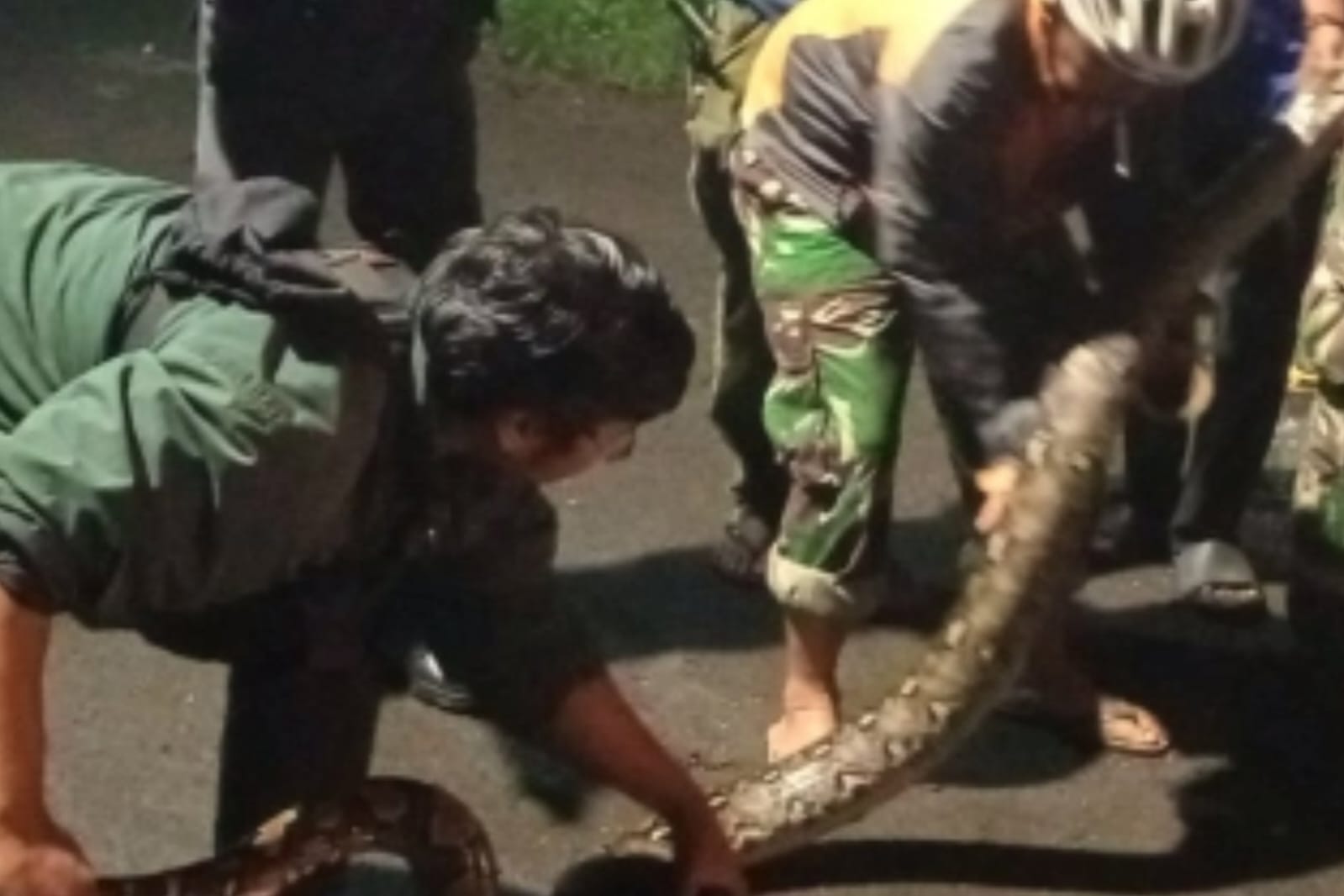 Warga Sulfat Digegerkan Kemunculan Ular Piton Sepanjang 4,5 Meter, Begini Kronologinya