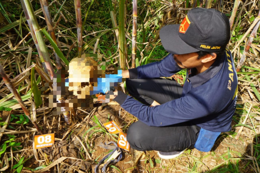 Tengkorak Tidak Dikenal Ditemukan di Ladang Tebu Kecamatan Pagak