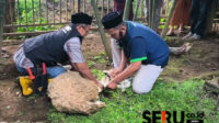 Lazisnu Batu Bekali 200 Juru Sembelih Hewan Kurban dengan Pelatihan Khusus