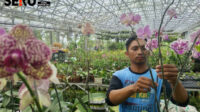 Kebun 123 Turen Jadi Surga Tanaman Hias Sejak 2015 Silam